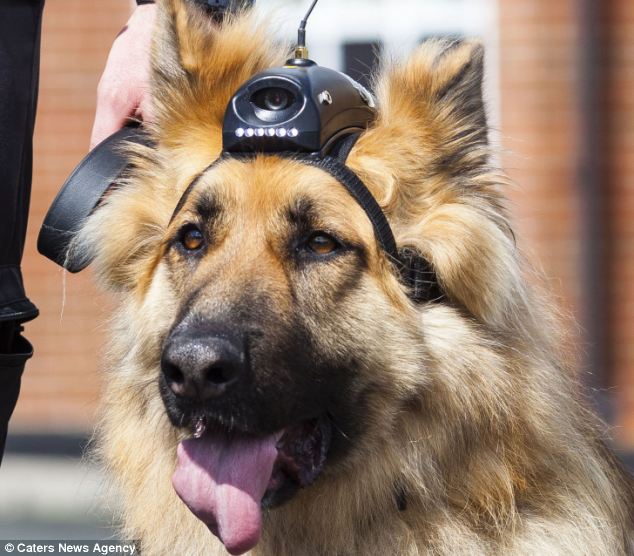 Canine Police Dog